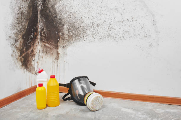 Best Mold Cleaning Services  in USA